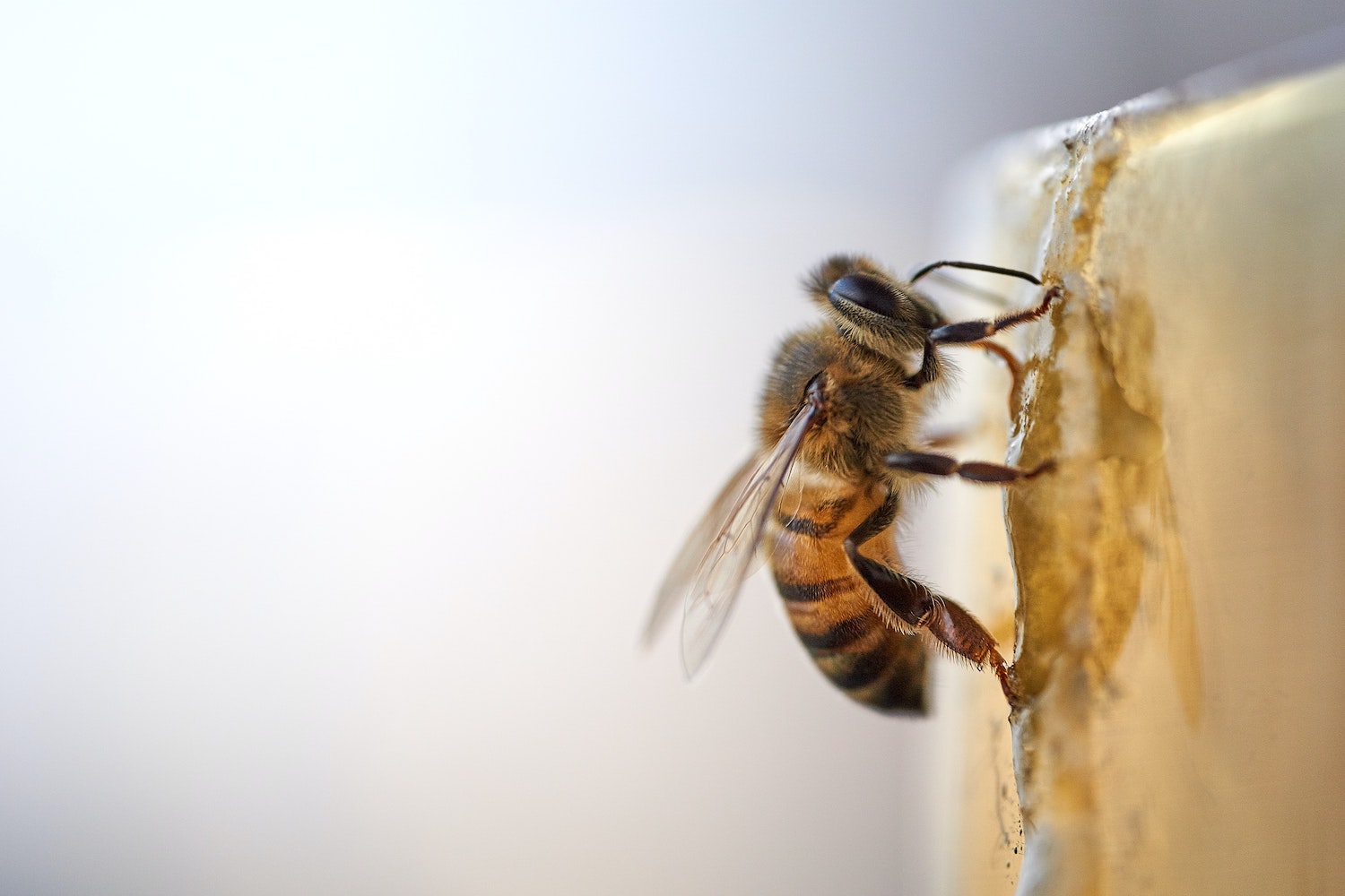 Pourquoi Les Abeilles Produisent Du Miel